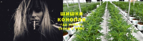 шишки Белокуриха